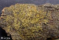 Frullania inflata image