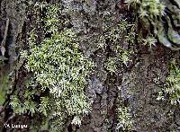 Leucobryum albidum image