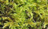 Calliergonella curvifolia image