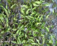 Image of Bryum caespiticium