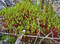 Gemmabryum caespiticium image