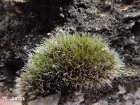 Grimmia pulvinata image