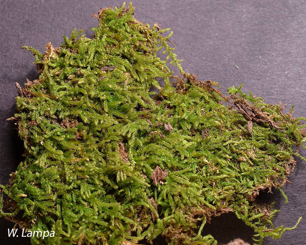 How to Grow Hypnum Moss (Hypnum cupressiforme)