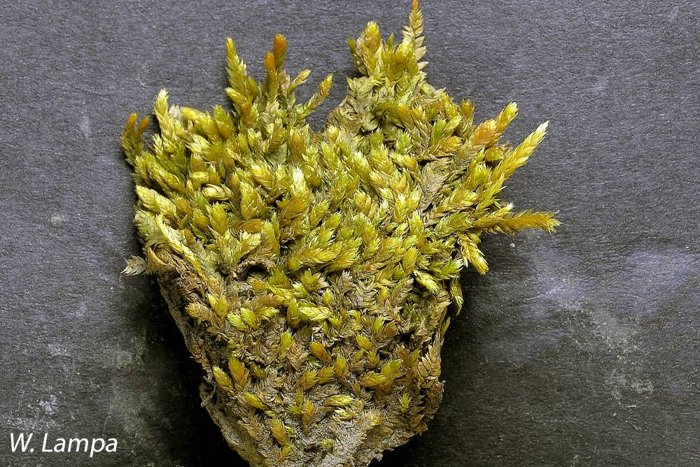 Isopterygiopsis muelleriana image