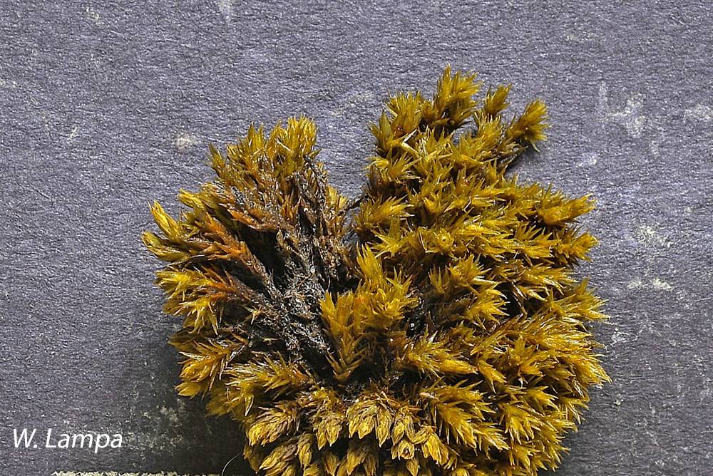 Jaffueliobryum image