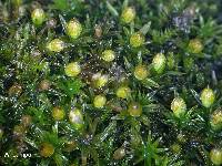 Orthotrichum pumilum image