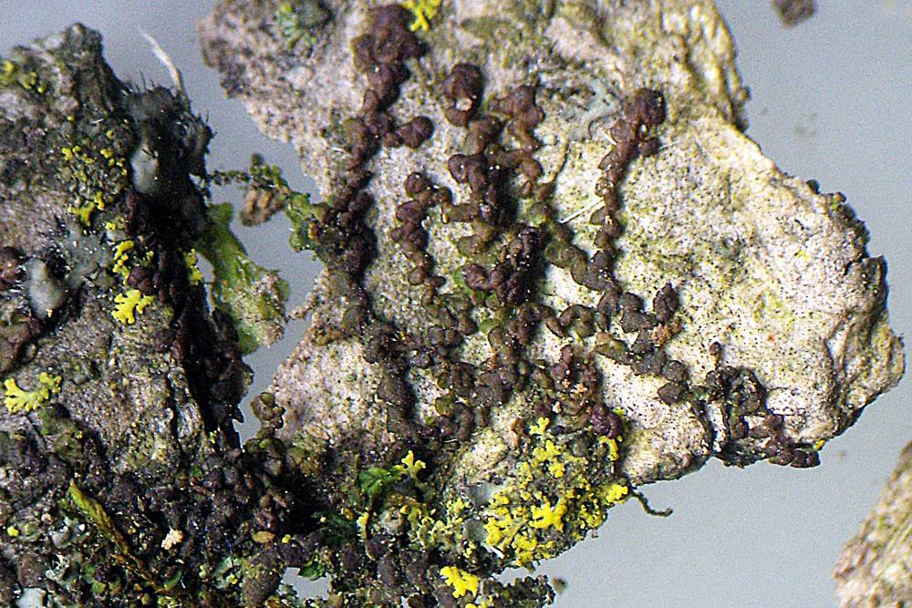 Frullania eboracensis image