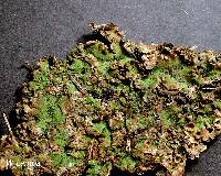 Marchantia polymorpha image