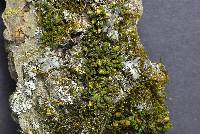 Orthotrichum pumilum image