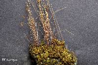 Image of Ptychostomum creberrimum