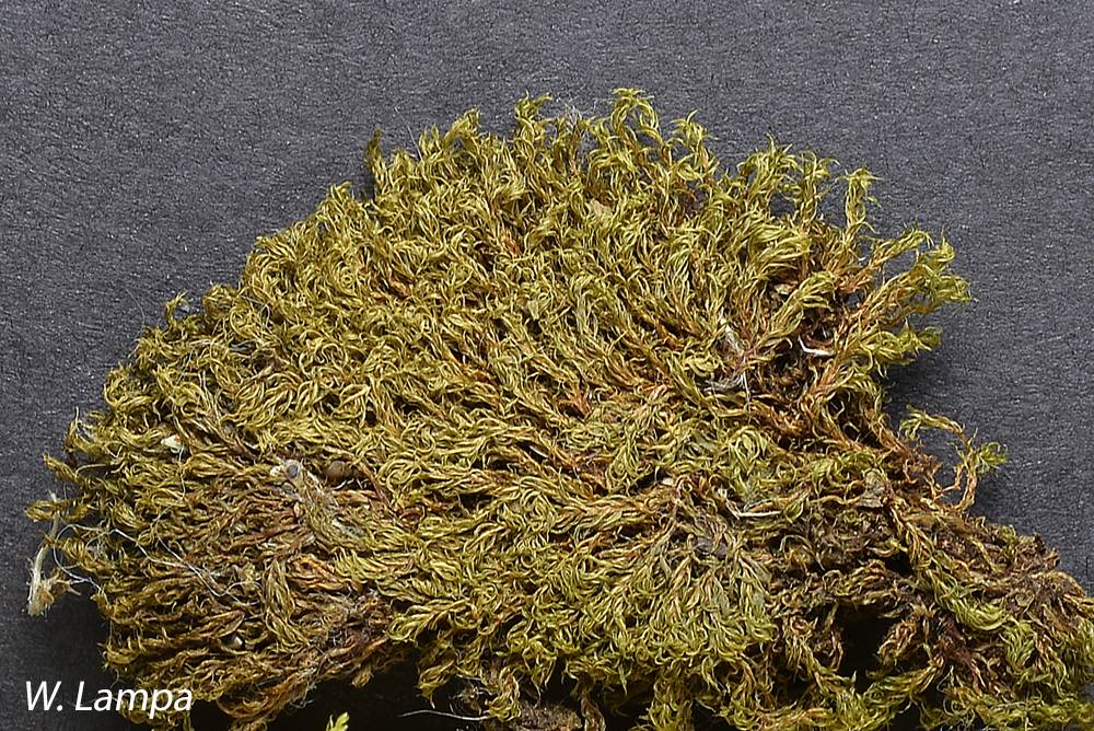 Rosulabryum capillare image