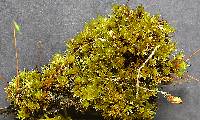 Rosulabryum laevifilum image