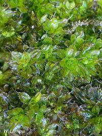 Image of Syntrichia laevipila