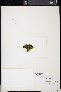 Cynodontium tenellum image