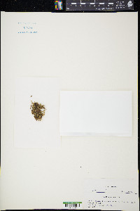 Calyptrochaeta japonica image