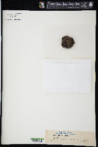 Grimmia tergestina image