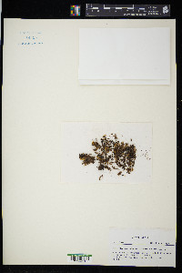 Oedicladium rufescens image