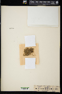 Archidium alternifolium image