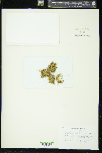 Scleropodium touretii image