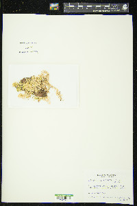 Sphagnum angustifolium image