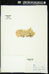 Sphagnum aongstroemii image