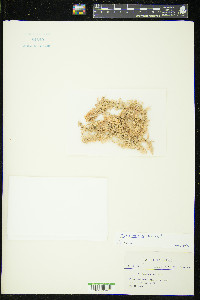 Sphagnum henryense image