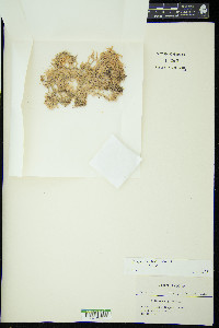 Sphagnum henryense image