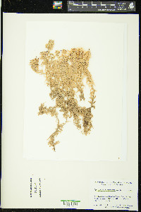 Sphagnum papillosum image