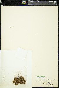 Cleistocarpidium palustre image