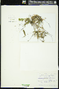 Thamnobryum alopecurum image