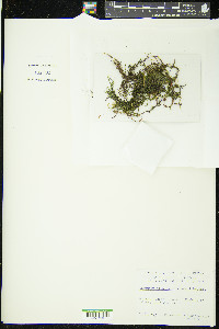 Thamnobryum alopecurum image