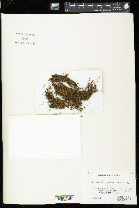 Syntrichia papillosissima image