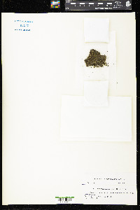 Spruceanthus kiushianus image