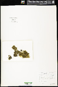 Diplophyllum taxifolium image