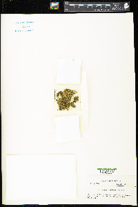 Lejeunea anisophylla image