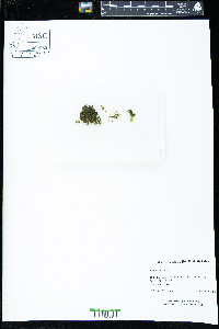Apopellia endiviifolia image