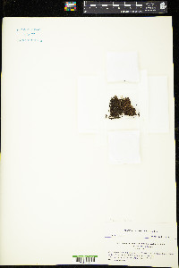 Solenostoma pyriflorum image