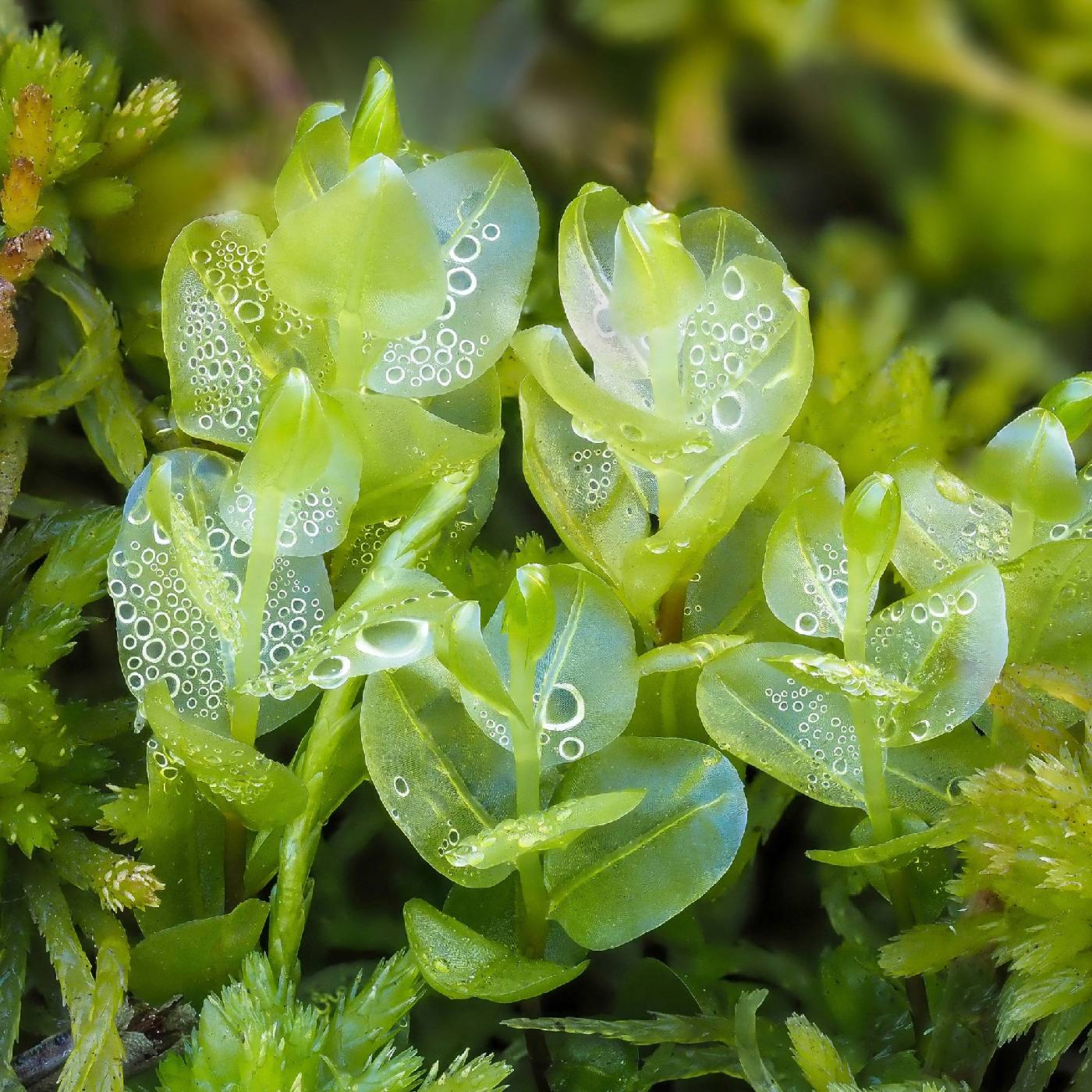 Pseudobryum cinclidioides image