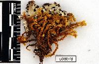 Leptodontium viticulosoides image