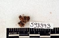 Sagenotortula quitoensis image