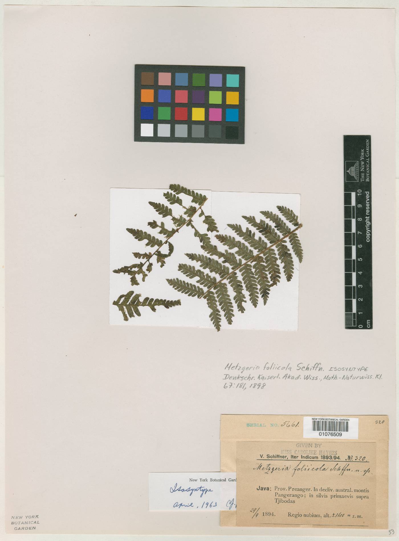 Metzgeria foliicola image