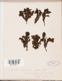 Ptychomitrium sellowianum image