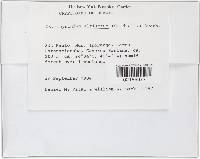 Oxyrrhynchium altisetum image