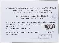 Plagiochila bifaria image