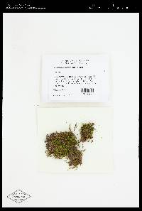 Brachythecium laetum image