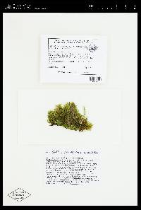Taiwanobryum crenulatum image