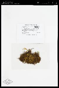 Leptodontium viticulosoides image