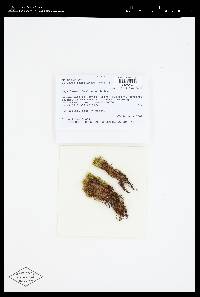 Tayloria magellanica image