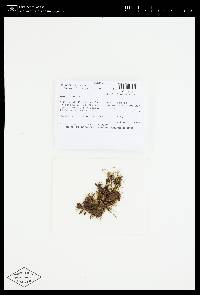 Trichosteleum lonchophyllum image