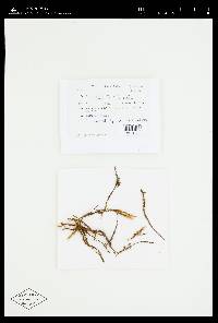 Bryoerythrophyllum campylocarpum image